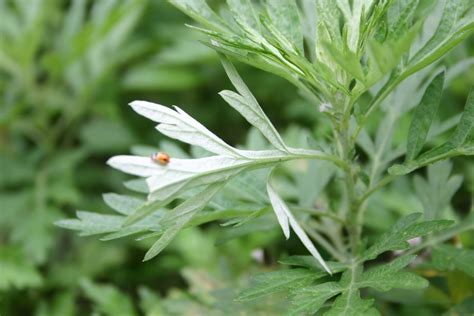 怎麼避邪|避邪草是什麼？常見6種「避邪植物」介紹，趨吉避凶。